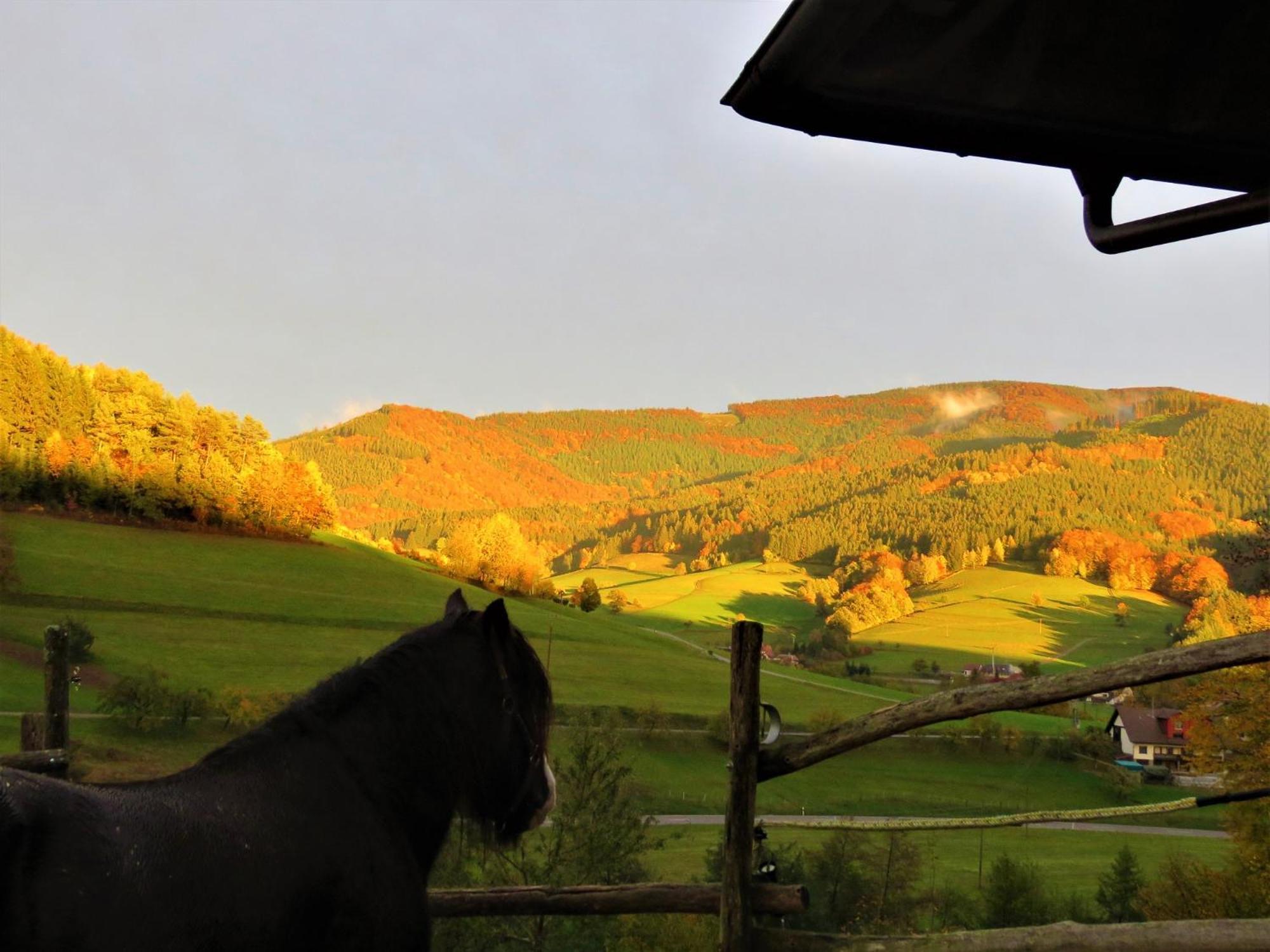 Hernis-Hoefle Elzach Esterno foto